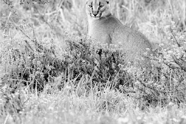 Caracal watching intently - Derek Howes