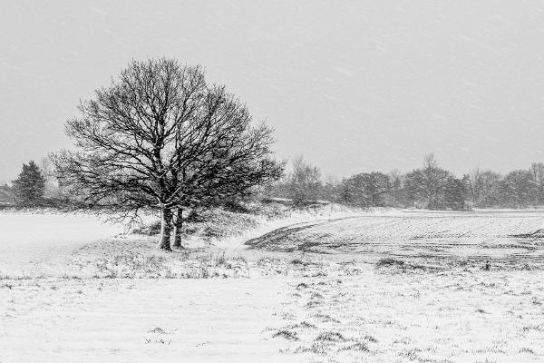 First Snow of Winter - Jan Cross