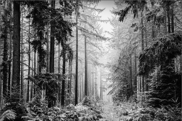 Forest Path - Kate Jackson