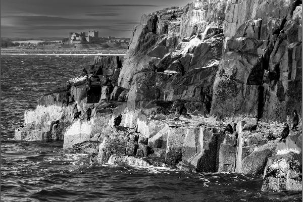 Guano on the rocks - Alison Pangbourne