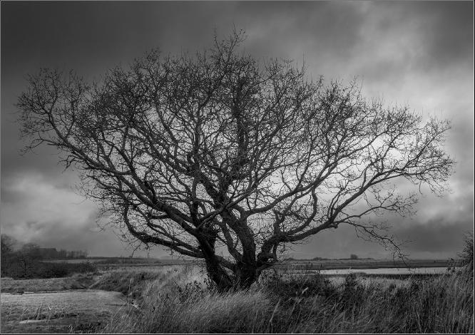 Lone Tree at Kirby Creek - Alison Pangbourne