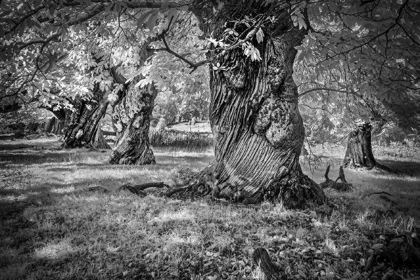 Old Chestnut Glade 2 - Chris Aldred