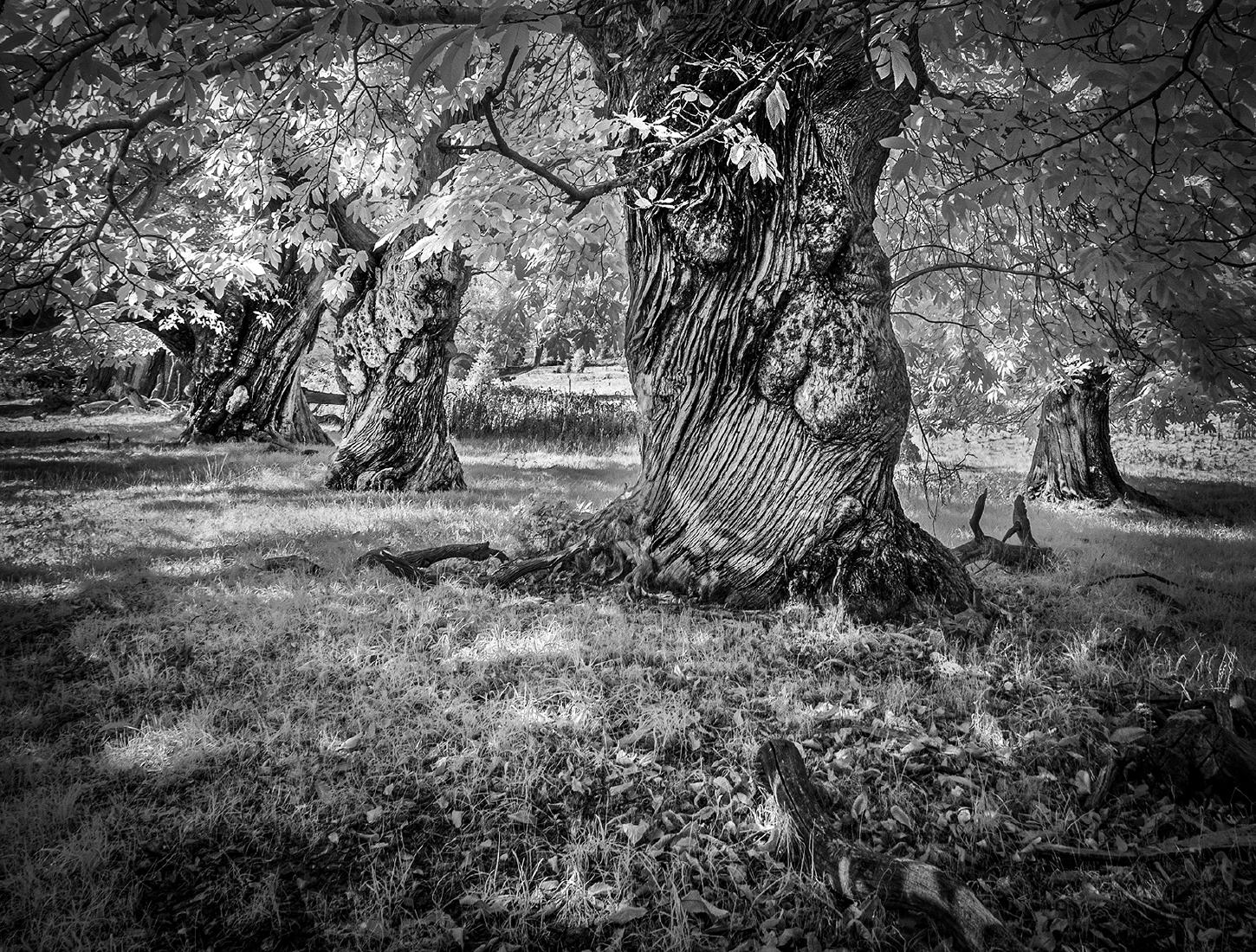 Old Chestnut Glade 2 - Chris Aldred