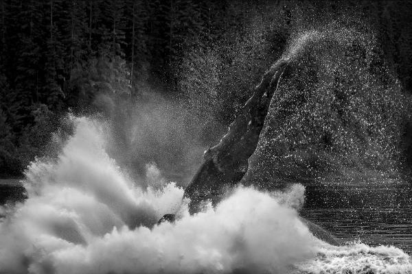 Splash - Kate Jackson