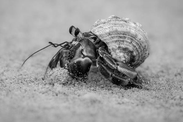 Tiny Hermit Crab - Naomi Foster