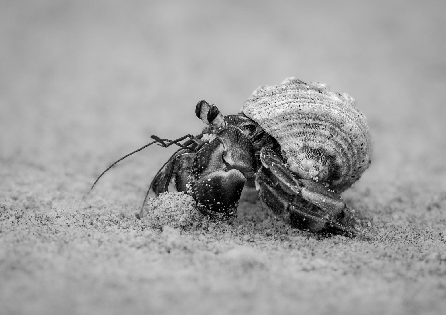 Tiny Hermit Crab - Naomi Foster