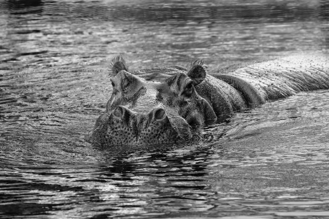 You looking at me - Peter Freeman