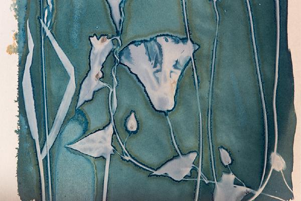 Cyanotype Triptych (1) - Katherine Bailey