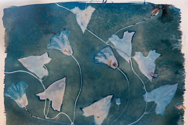 Cyanotype Triptych (2) - Katherine Bailey