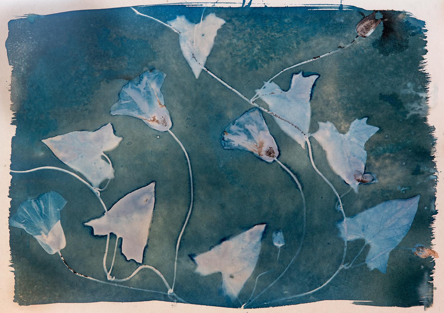 Cyanotype Triptych (2) - Katherine Bailey