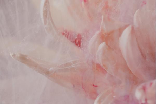 Flower in water and paint (1) - Richard Cunningham