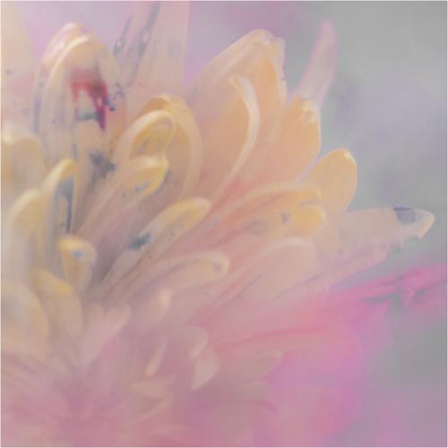 Flower in water and paint (3) - Richard Cunningham