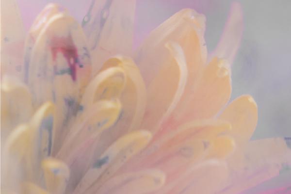 Flower in water and paint (3) - Richard Cunningham