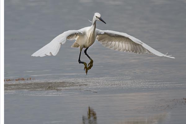 Little Egrets On The Incoming Tide (1) - Colin Brett