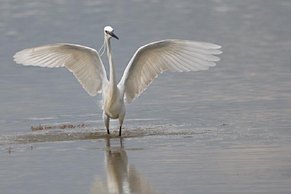 Little Egrets On The Incoming Tide (2) - Colin Brett