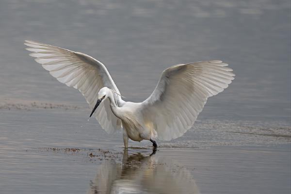 Little Egrets On The Incoming Tide (3) - Colin Brett