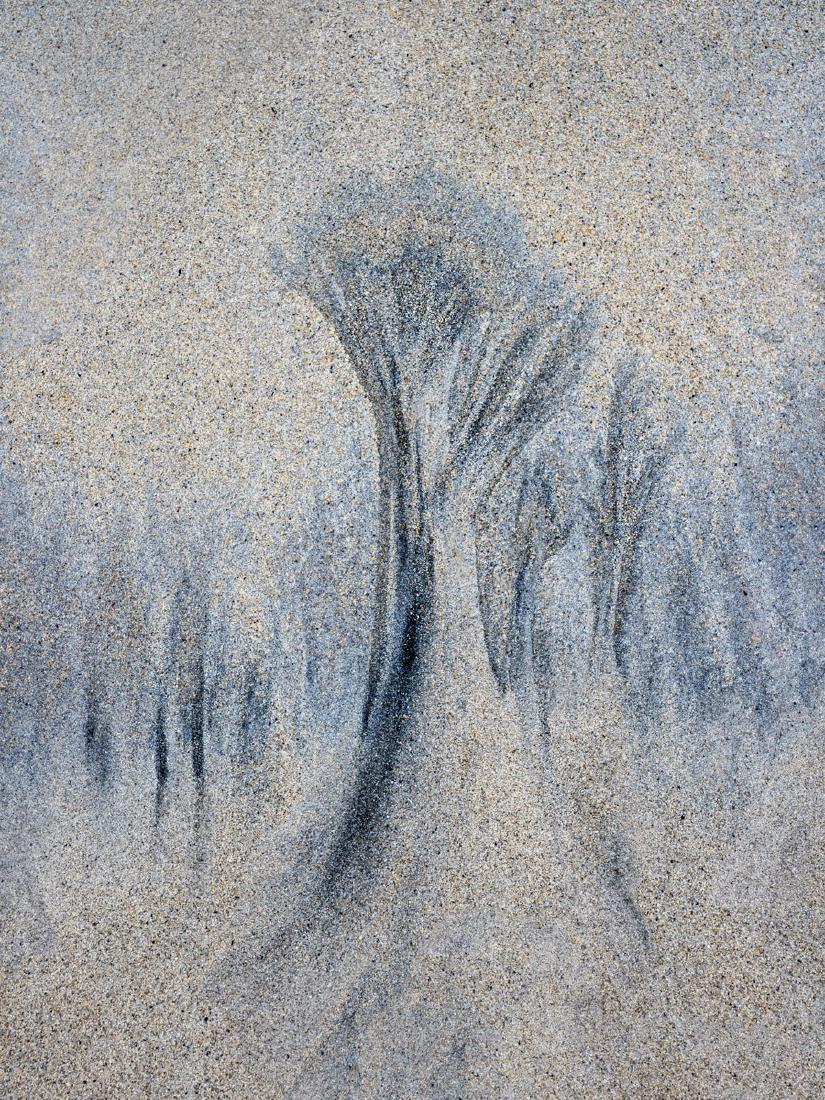 Trees In The Sand (1) - Roy Essery
