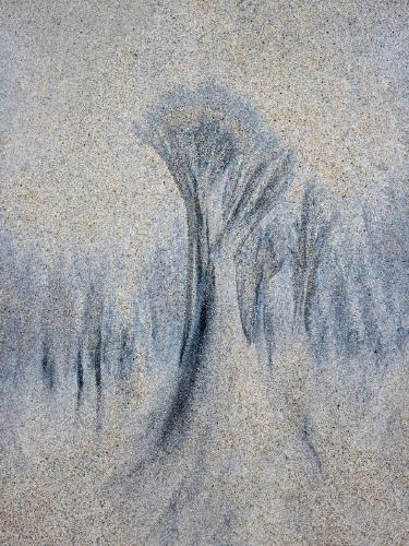 Trees In The Sand (1) - Roy Essery