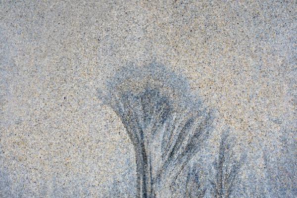 Trees In The Sand (1) - Roy Essery