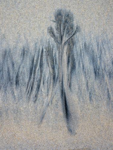 Trees In The Sand (3) - Roy Essery