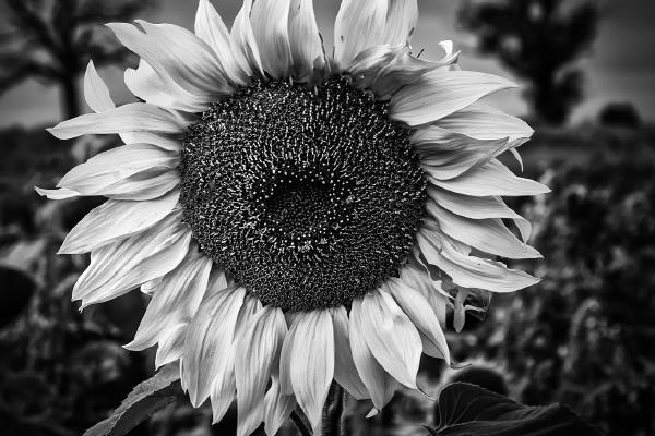 Copford Sunflower - Steve Ball