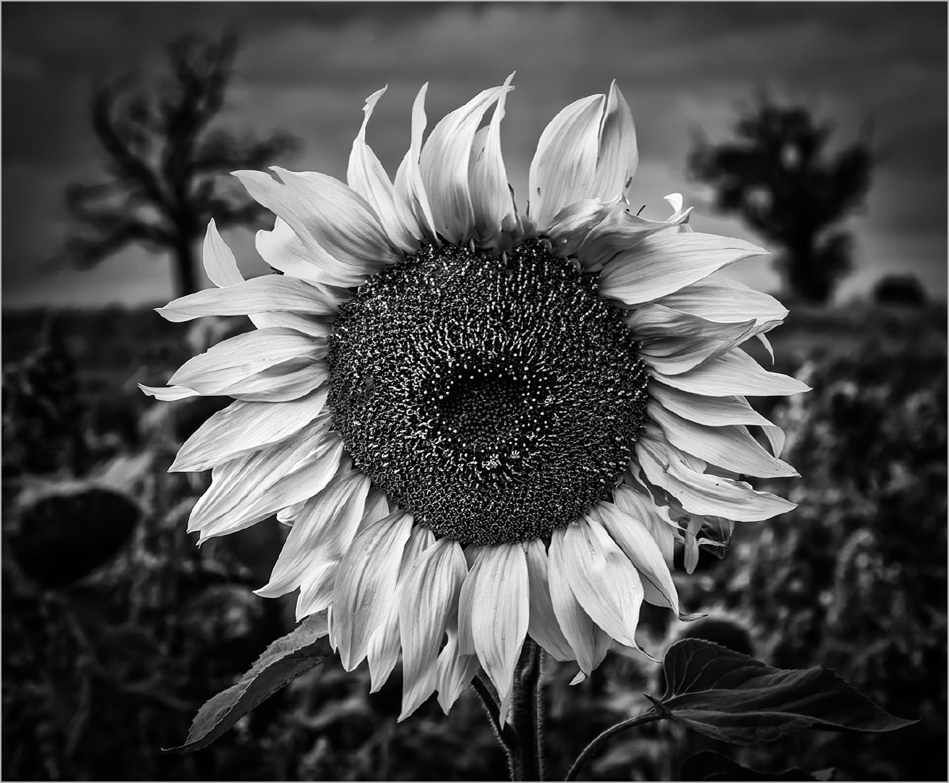 Copford Sunflower - Steve Ball