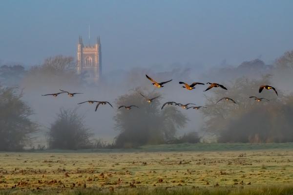Dedham Church Geese - Andrew Bailey