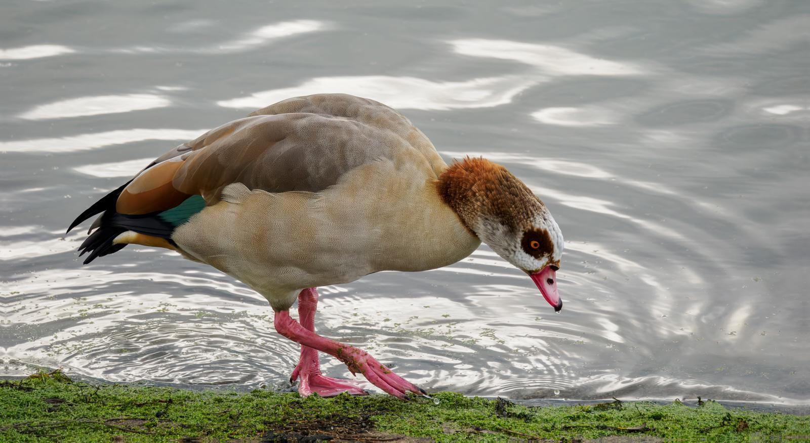 Egyptian Goose - David Cross