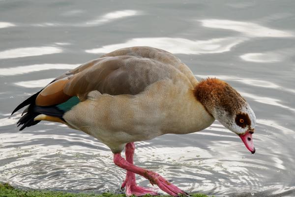 Egyptian Goose - David Cross