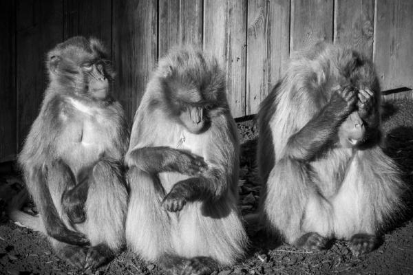 Embarrassing Mates at the Zoo - Kari Matthews