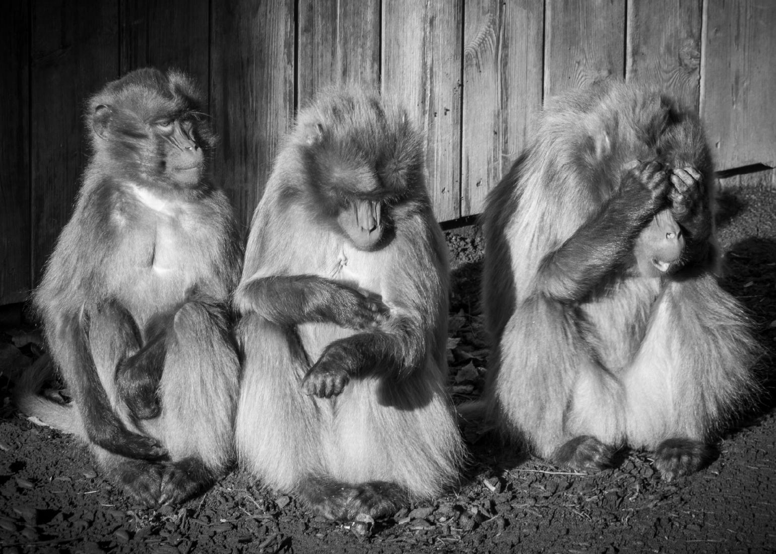 Embarrassing Mates at the Zoo - Kari Matthews