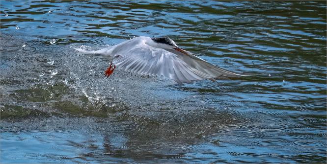 Emerging Tern - Jan Cross