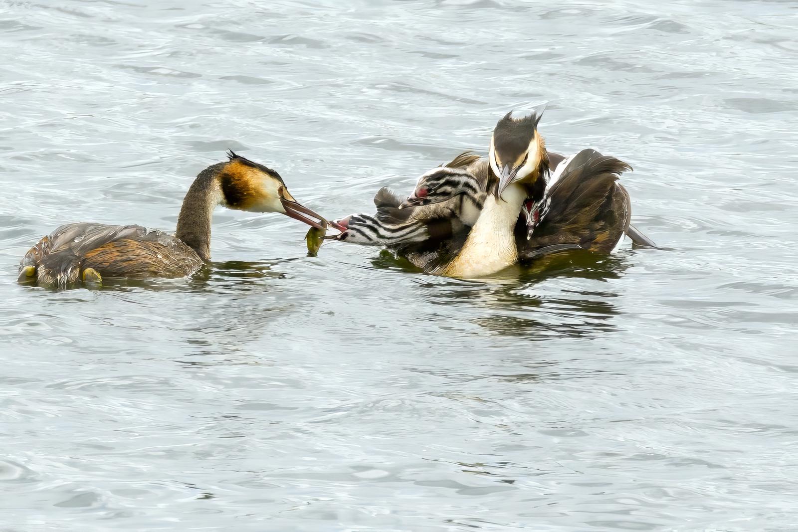 Great Crested Grebe feeding young - Derek Howes