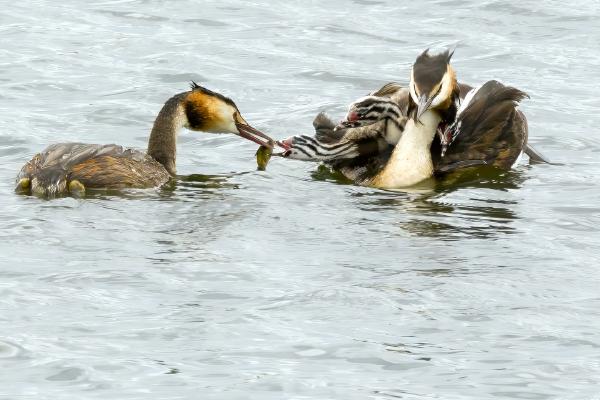 Great Crested Grebe feeding young - Derek Howes