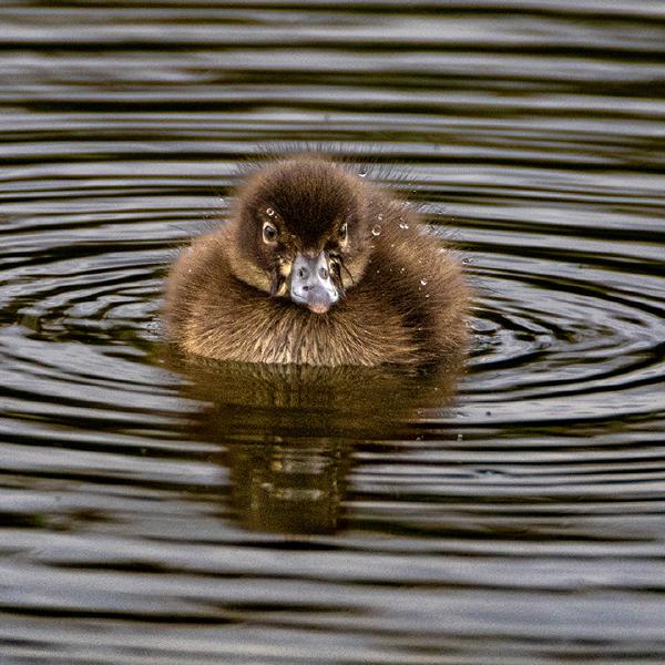 Adrian Foster - Grumpy Little Grebe