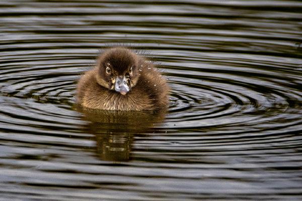 Grumpy Little Grebe - Adrian Foster