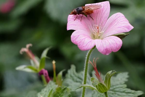 Hoverfly on Geranium - Lynn Rix