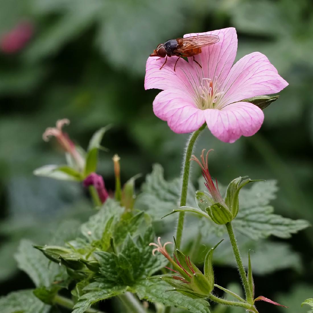 Hoverfly on Geranium - Lynn Rix