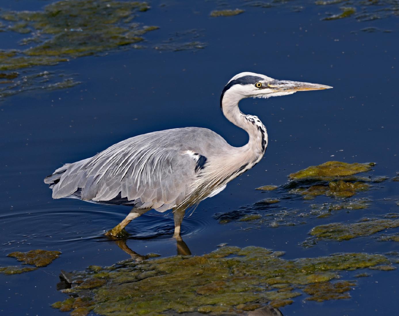 Hunting Grey Heron, Abberton Reservoir - Dene Carter