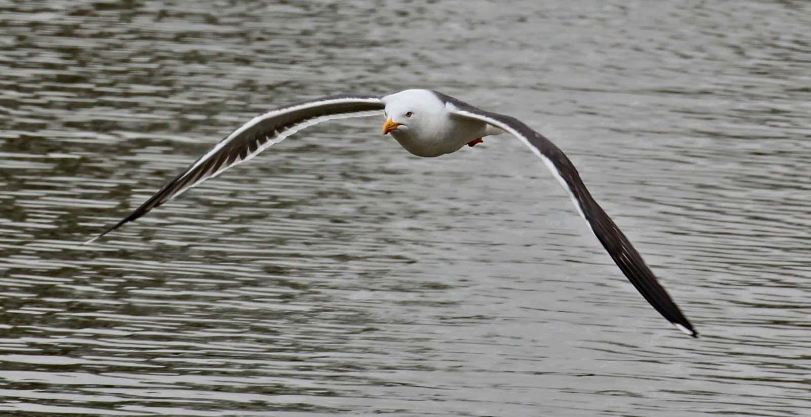Lesser Black-backed Gull, Abberton Reservoir - Clare Carter