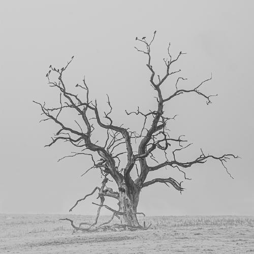 Resting Crows - Shaun Hykel