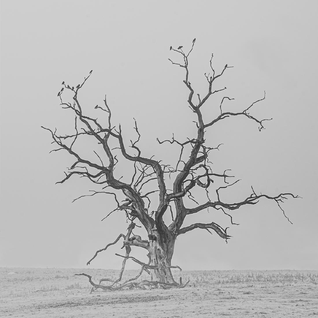 Resting Crows - Shaun Hykel