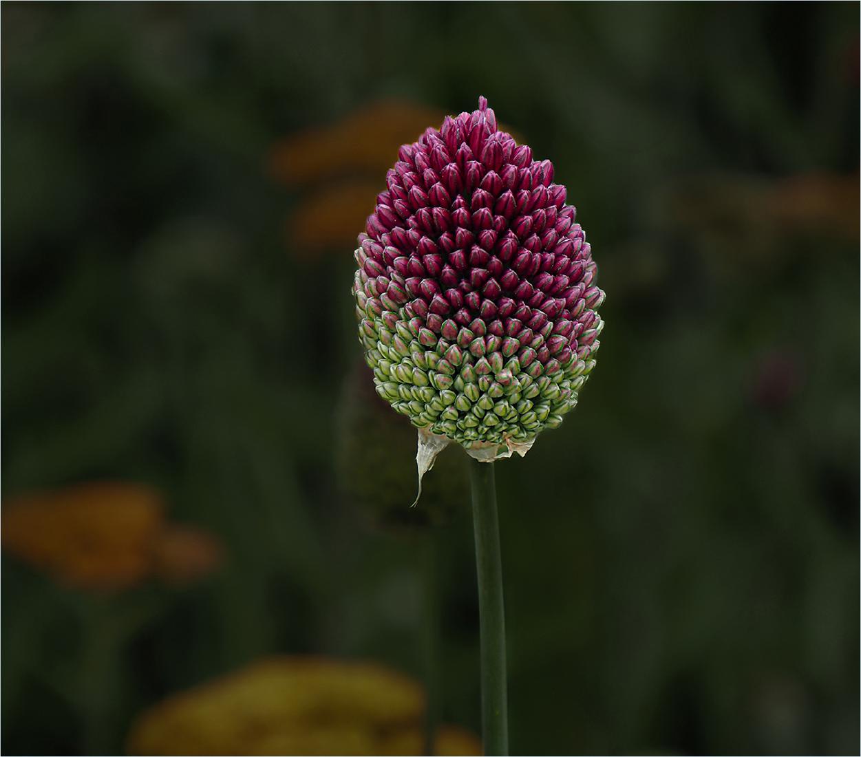 Round Headed Garlic - Jennifer Brett