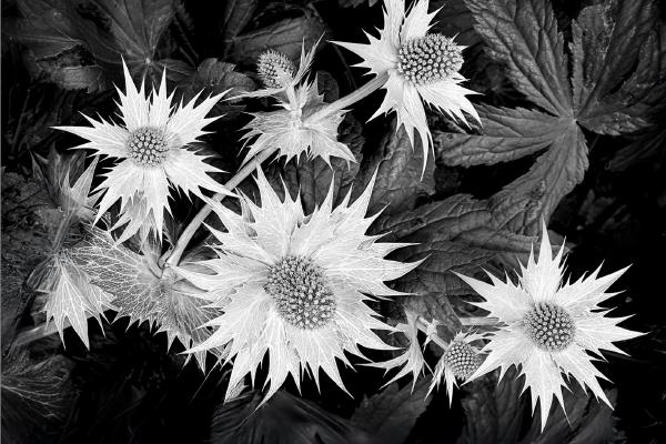 Sea Holly, Mersea Island - Colin Westgate