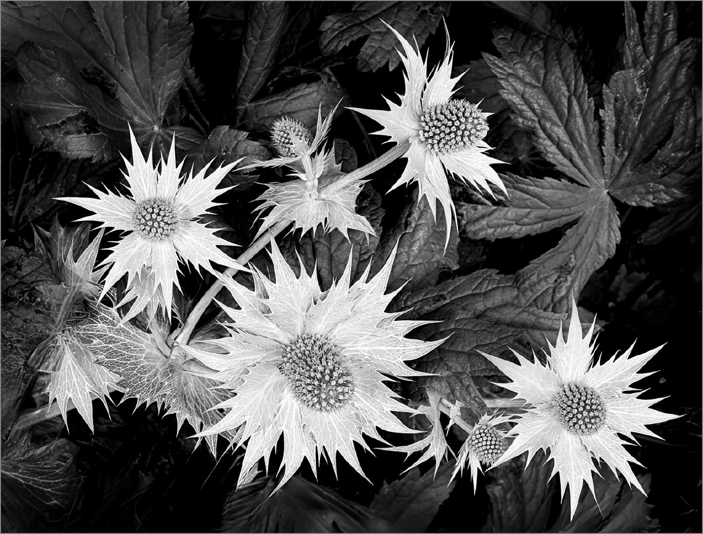 Sea Holly, Mersea Island - Colin Westgate