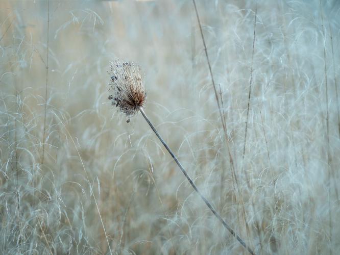 Seedhead in Hyde Hall - Kate Jackson