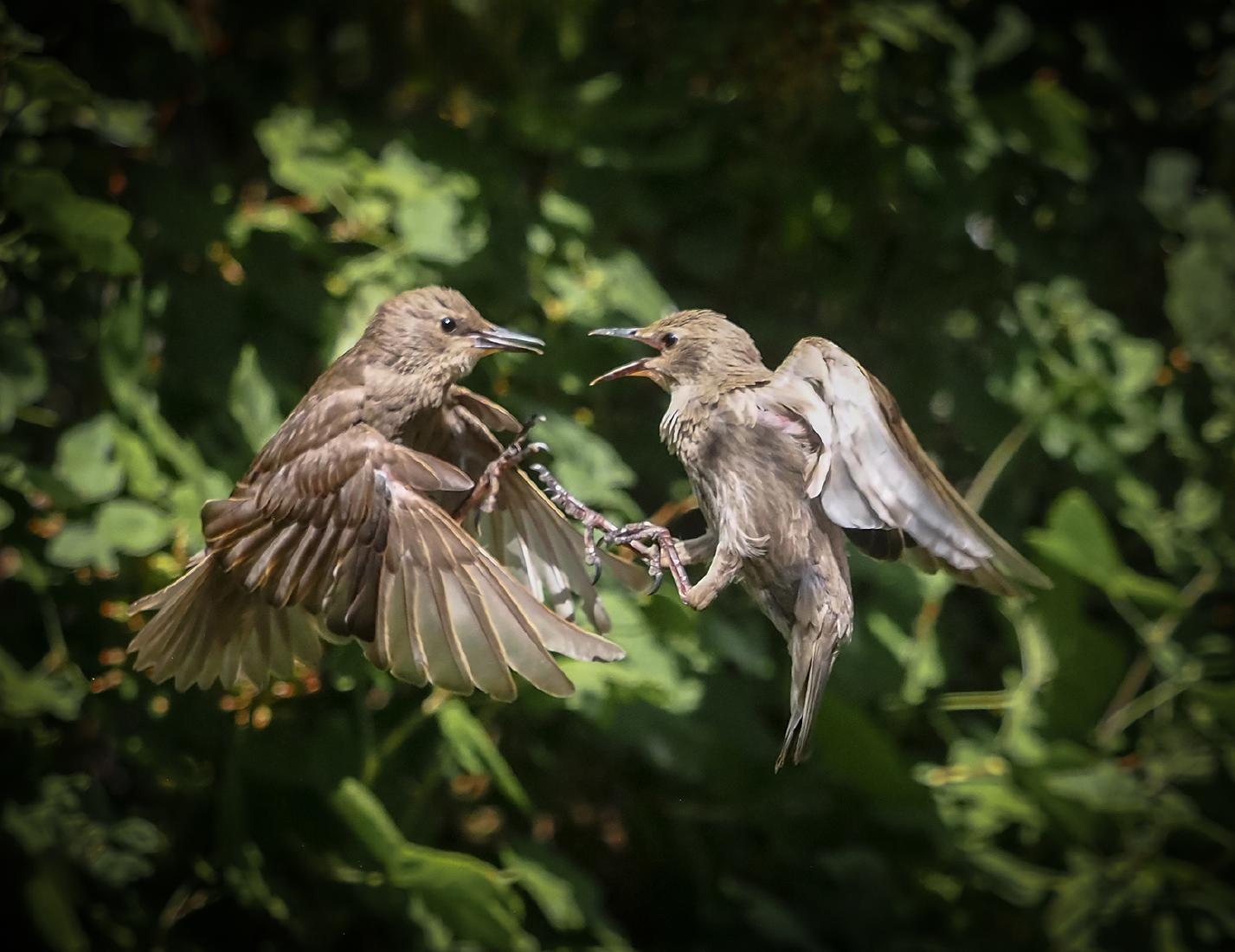 Squabbling Starlings - Robert Farrow