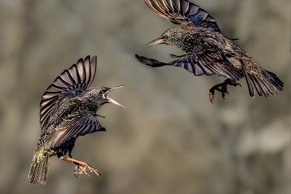 Starling Scrap - Chris Aldred