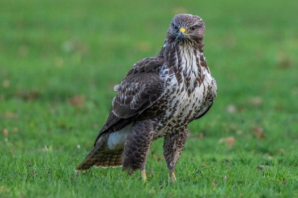 Stern look - Kayleigh Searles
