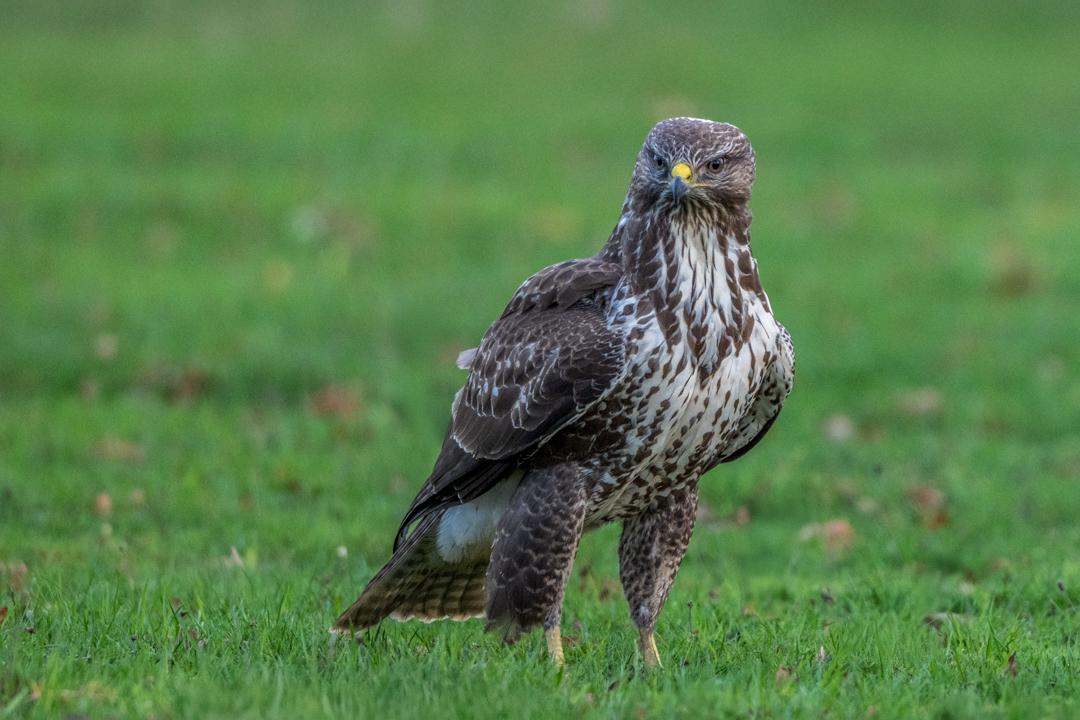 Stern look - Kayleigh Searles